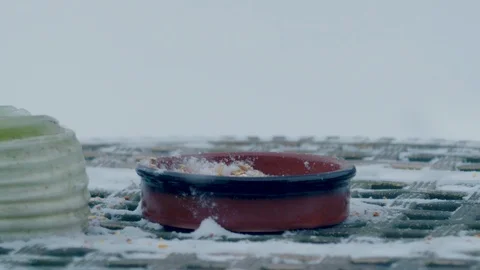 Blue Tit eating from Garden table in winter slow motion Video stock 86509223