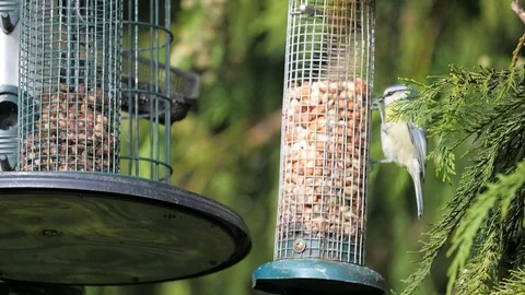 Blue tit eating  peanuts slow motion Stock Footage 116132020