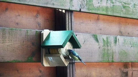 Blue tit eats fat in the winter. Stock Footage 97275572