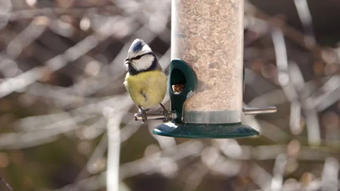 Blue tit eats from the feeder Stock Footage 308362773