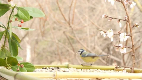 A blue tit eats food amidst the flowers. Stock Footage 345907650
