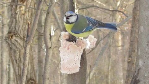 Blue tit eats lard and gives his voice Video stock 119029420
