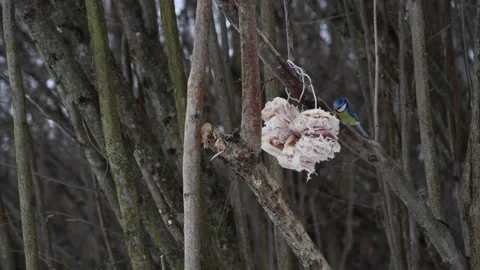 Blue tit eats lard Stock Footage 233525204