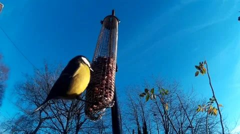 BLUE TIT ON FEEDER 1 Video stock 45517040