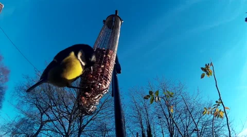 BLUE TIT ON FEEDER 1-ProRes 25fps Video stock 46332272