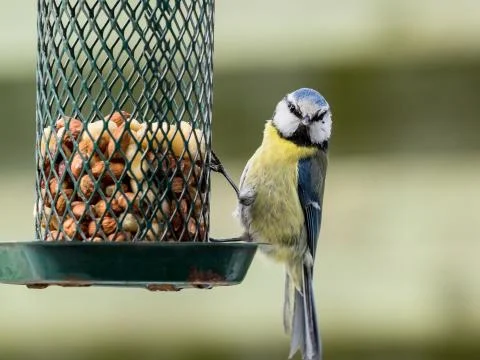 Blue tit on a feeder Stock Photos