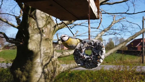 Blue tit on a feeder. Tilt down from birdhouse. Video stock 128748918