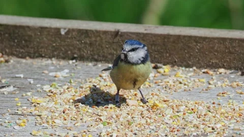 Blue Tit Feeding, Close up view, feathers ruffled in wind Stock Footage