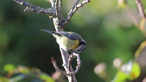 Blue tit feeding Stock Footage 168626260