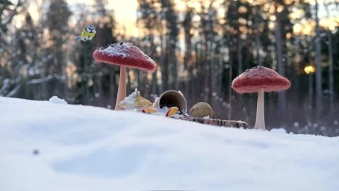 Blue tit feeding on the handmade feeder in the winter snow forest. Stock Footage 169085494