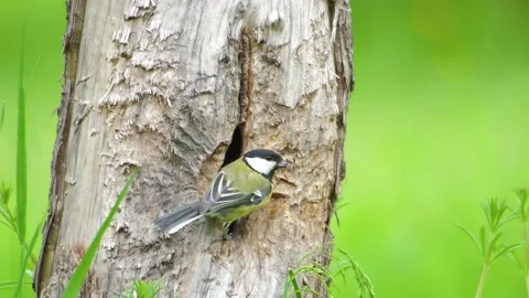 Blue Tit Feeding its Chicks Stock Footage 165605059