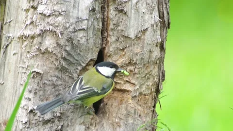 Blue Tit Feeding its Chicks Stock Footage 165605222