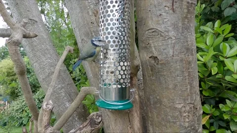 Blue tit feeding itself from suet bird feeder, Scotland, UK Stock Footage 132030053