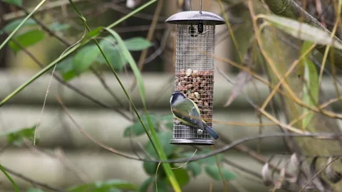 Blue tit feeding on peanuts from garden bird feeder Stock Footage 141633832
