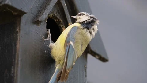 A blue tit feeds its young in a nesting box Stock Footage 266422519
