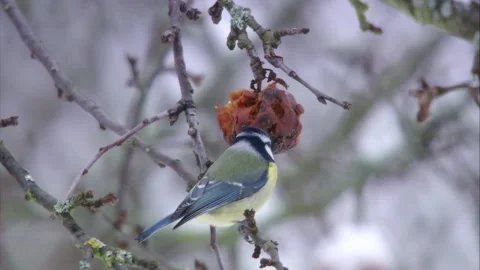 Blue tit feeds on old apple Stock Footage 300442008