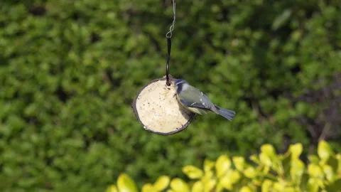 Blue tit feeds on suet in half a coconut in English garden Stock Footage 148030576