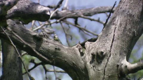 Blue tit flies into hole in old tree Stock Footage 307288443