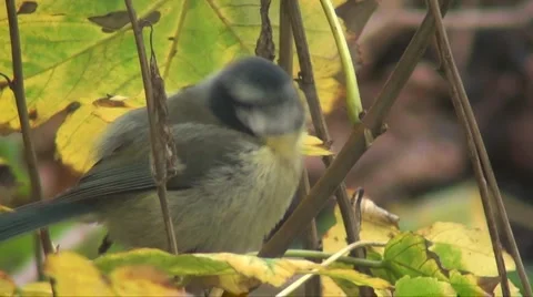 Blue tit  Stock Footage 916677