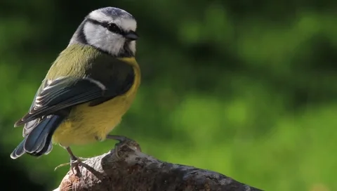 Blue tit Video stock 5700983