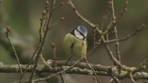 Blue Tit Video stock 8874114