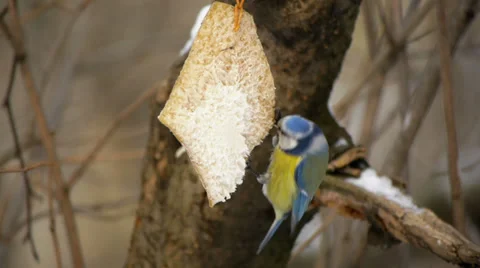 Blue tit Vídeo Stock 35698674