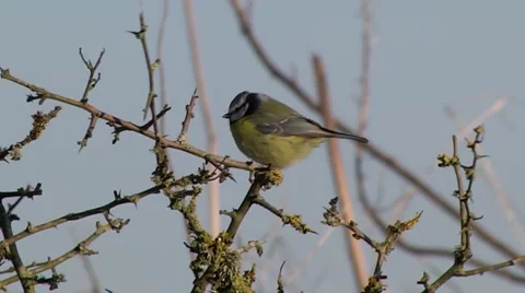 BLUE TIT Stock Footage 43458172