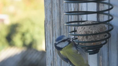 Blue tit Stock Footage 83200978