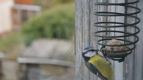 Blue tit Stock Footage 83201757