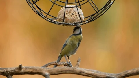 Blue tit Stock Footage 98238363