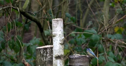 Blue Tit Stock Footage 122079879