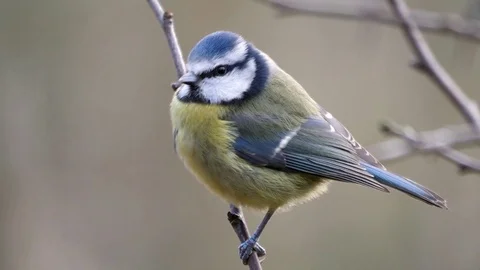 BLUE TIT Video stock 124867429