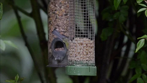 Blue tit Stock Footage 130128555
