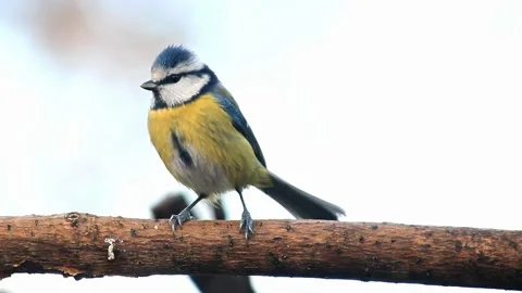 BLUE TIT Stock Footage 229554316