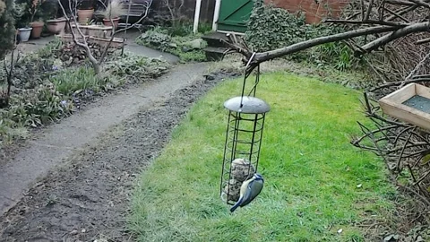 Blue Tit Stock Footage 236390354