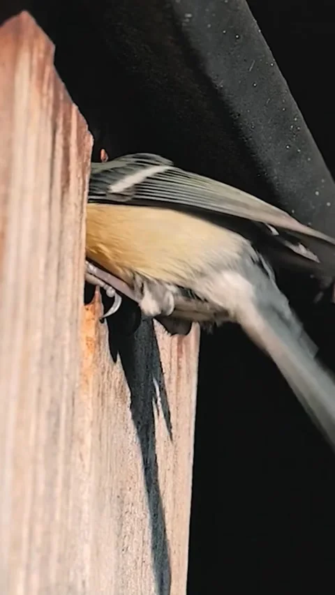 Blue Tit Stock Footage 281248935