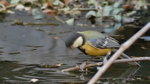 Blue tit, Great, tit, drinking, Spain Stock Footage 234407396