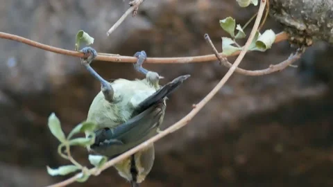 Blue tit, Great, tit, drinking, Spain Video stock 234407414