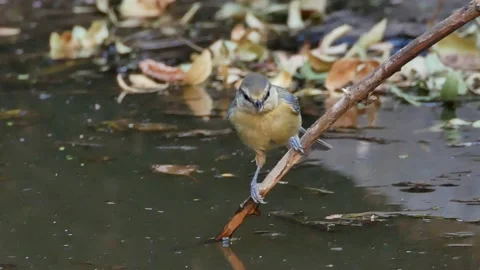Blue tit, Great, tit, drinking, Spain Video stock 234407443