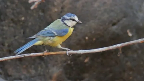 Blue tit, Great, tit, drinking, Spain Video stock 234407500
