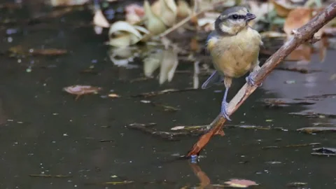 Blue tit, Great, tit, drinking, Spain Video stock 234407511