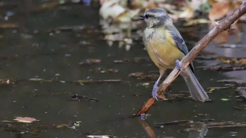 Blue tit, Great, tit, drinking, Spain Video stock 234407585
