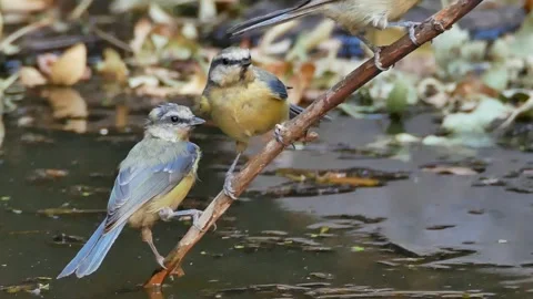 Blue tit, Great, tit, drinking, Spain Video stock 234407599