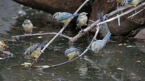 Blue tit, Great, tit, drinking, Spain Video stock 234407640