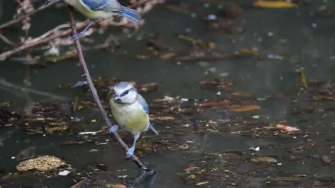 Blue tit, Great, tit, drinking, Spain Video stock 234407687