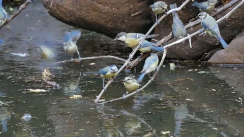Blue tit, Great, tit, drinking, Spain Video stock 234407724