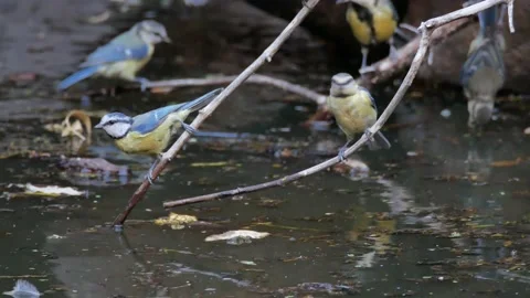 Blue tit, Great, tit, drinking, Spain Video stock 234407747