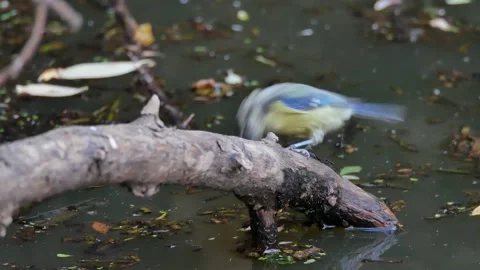 Blue tit, Great, tit, drinking, Spain Video stock 234407777