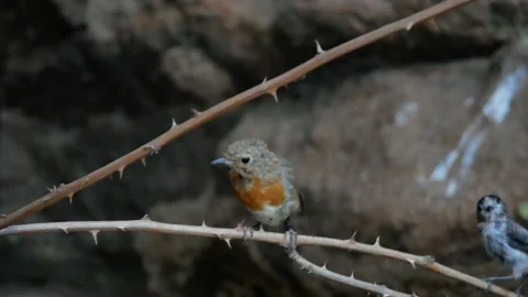Blue tit, Great, tit, drinking, Spain Video stock 234407799