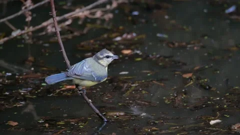 Blue tit, Great, tit, drinking, Spain Video stock 234407801